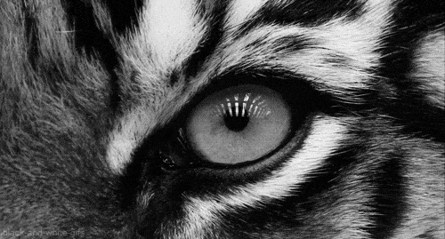 A process called Troxler's phenomenon causes static objects in your gaze to disappear if you stare at them for too long (see image below). Microsaccades stop this from happening.