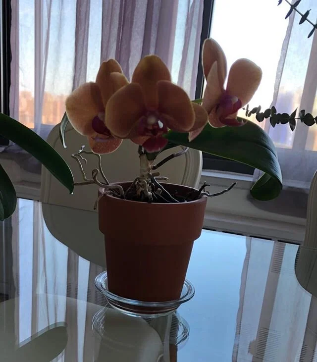 Living beauty inside my apartment. Flowers bring me joy! #livingthings #orchids #flowers #beauty #stuckinside #covid19 #joy #happy #