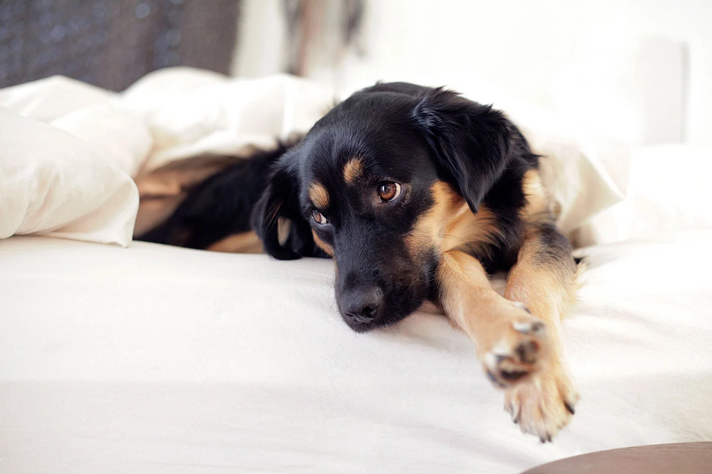 Bea-Rue-Photography-Hudson-Valley-NY-Puppy-Dog-Portrait.jpg