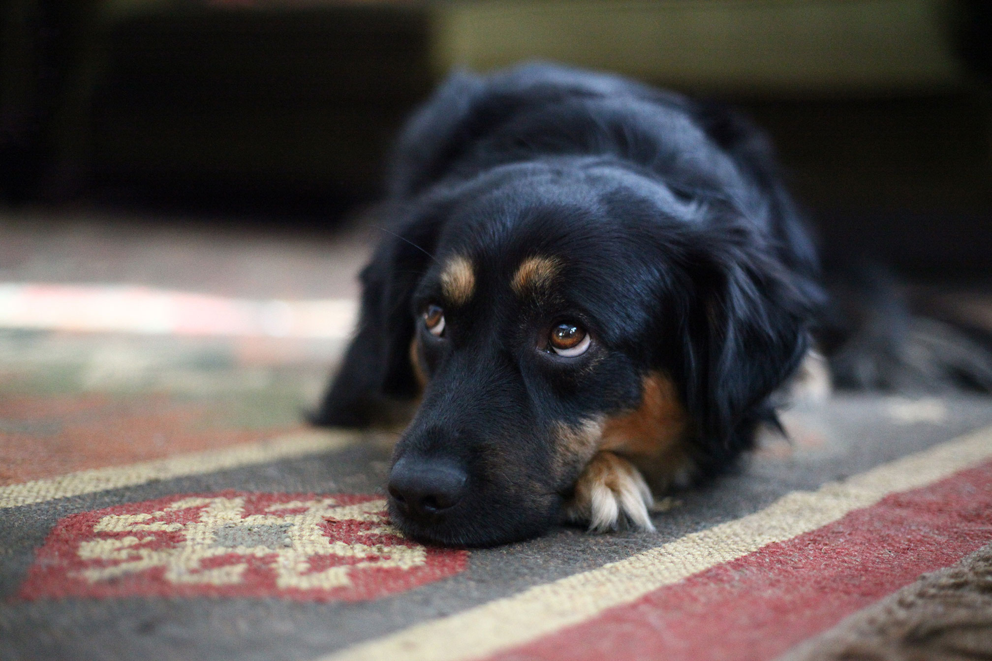 Bea+Rue+Freelance+Web+Designer+Developer+Graphic+Design+Marketing+Branding+Dog+Pet+Portrait.jpg