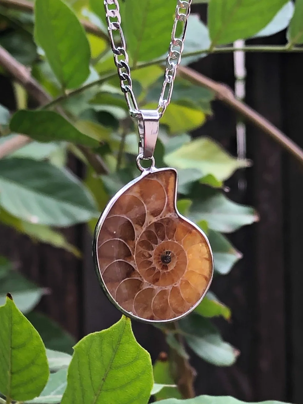 ammonite light.jpg