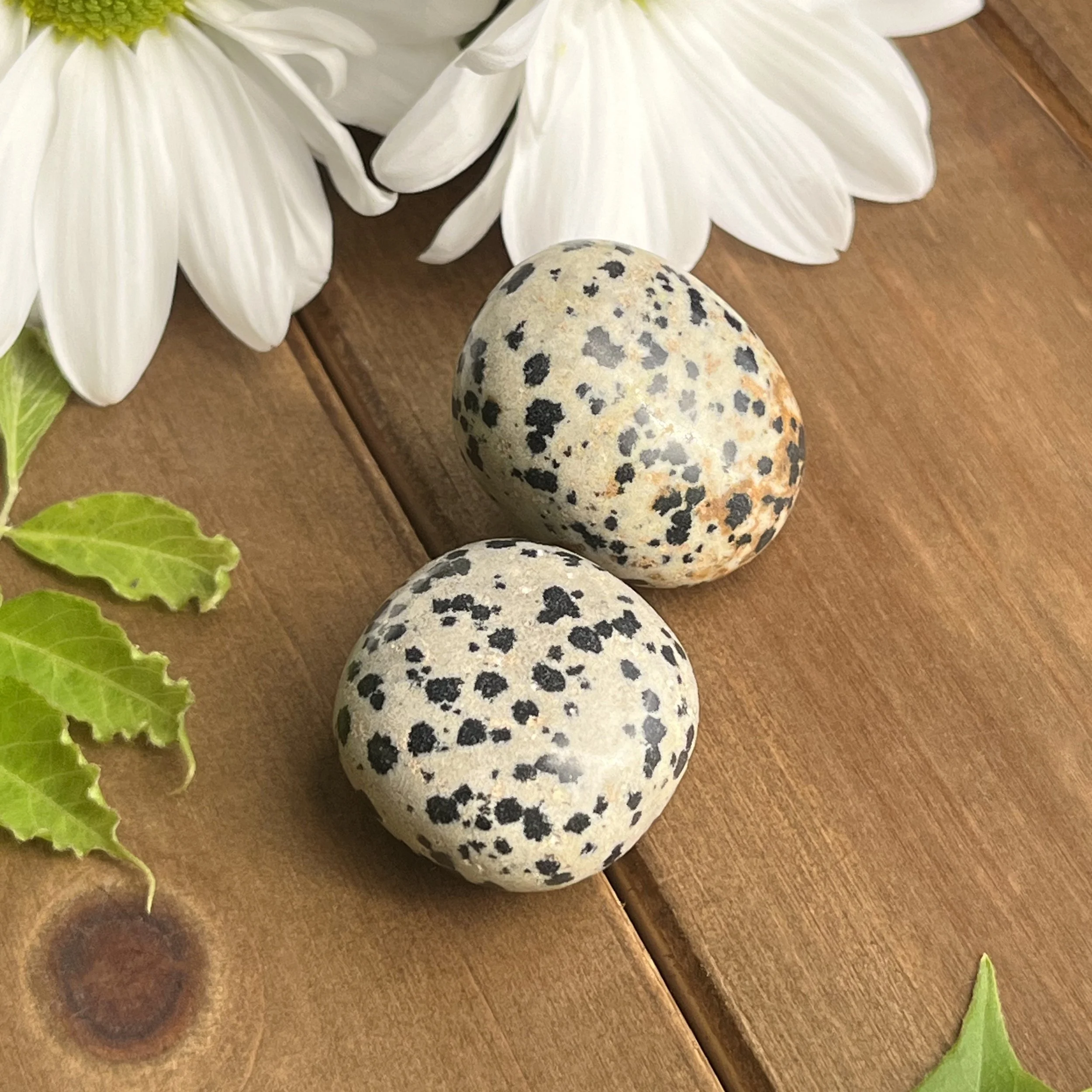 dalmatian jasper healing gemstones