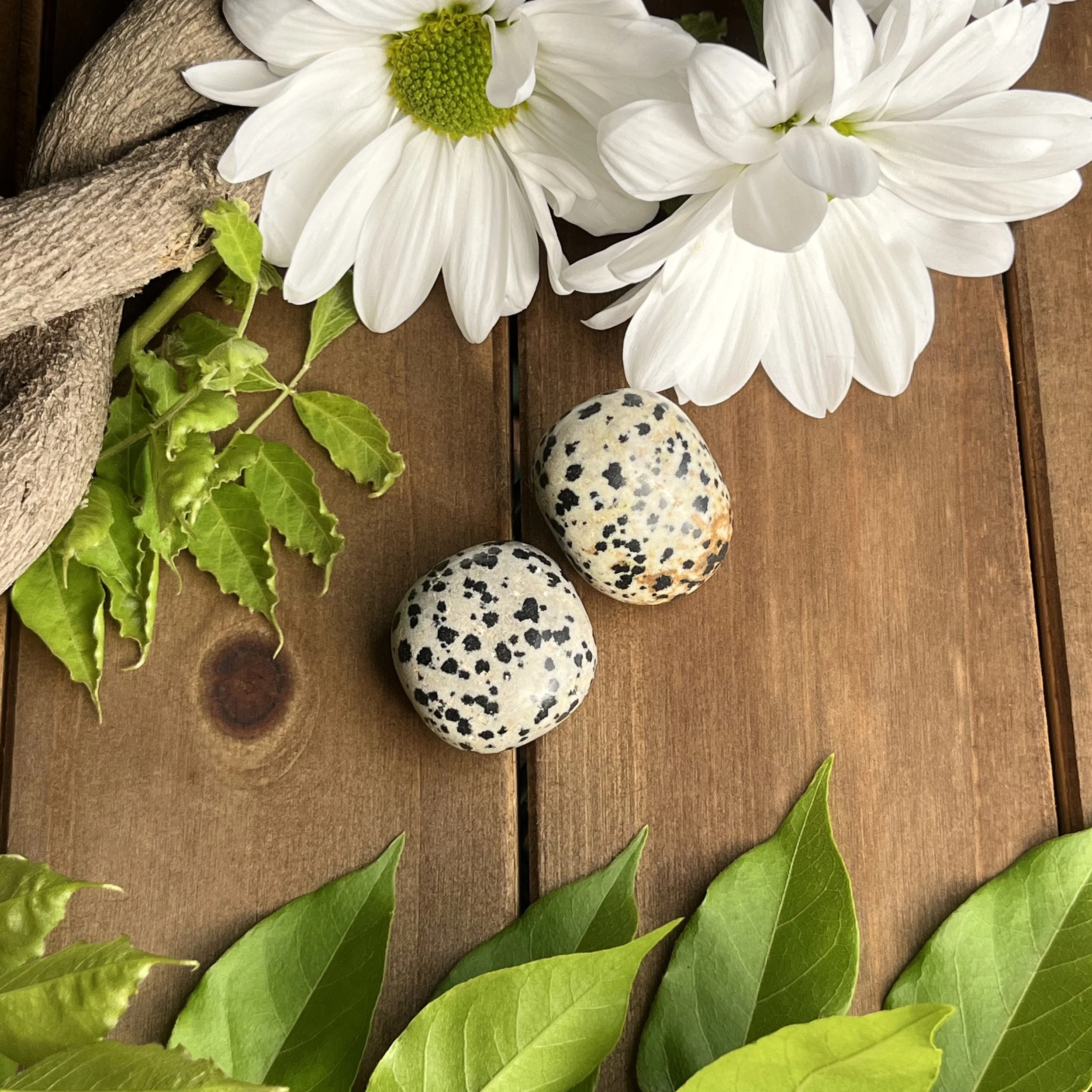 dalmatian jasper wishing stones