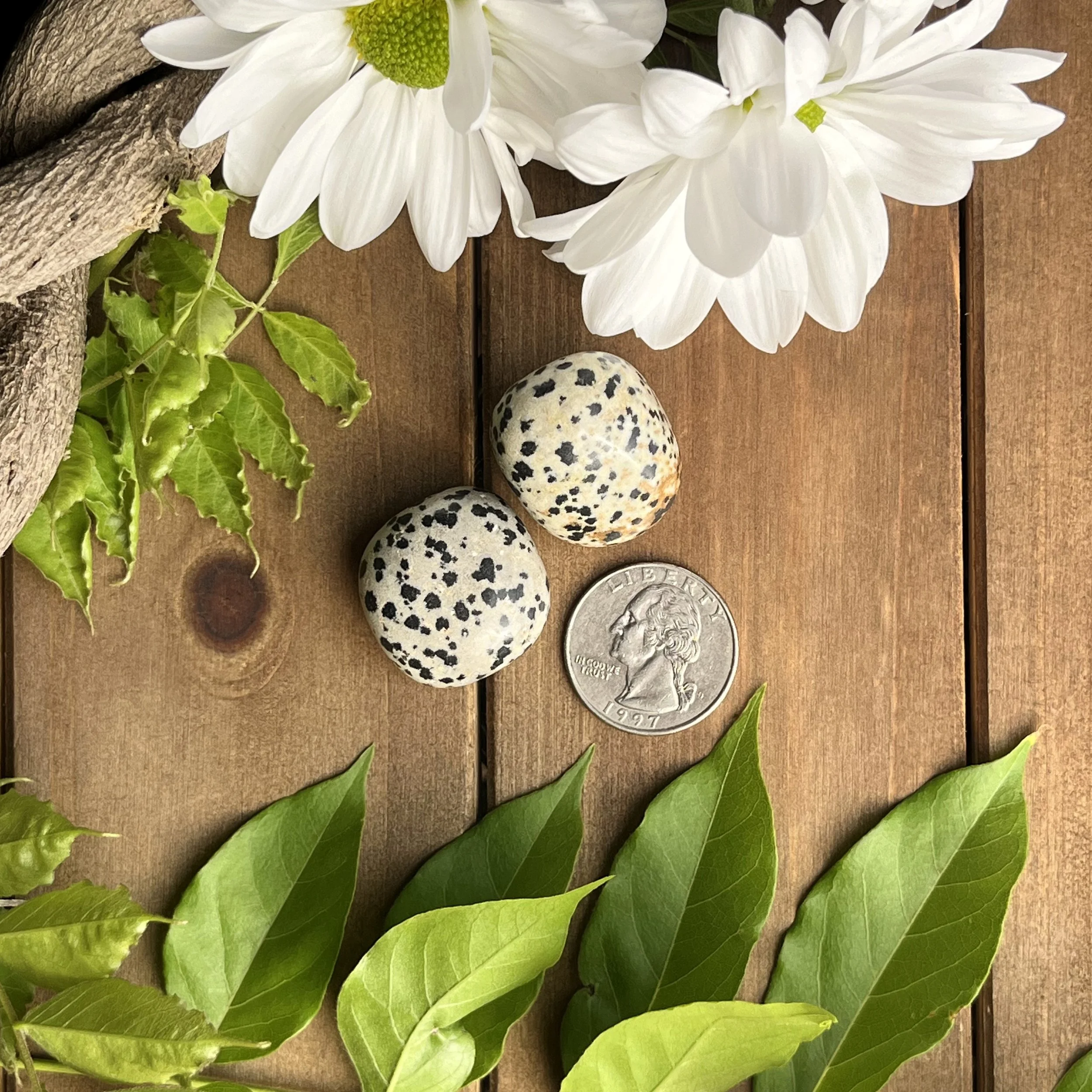 dalmatian jasper tumbled stones