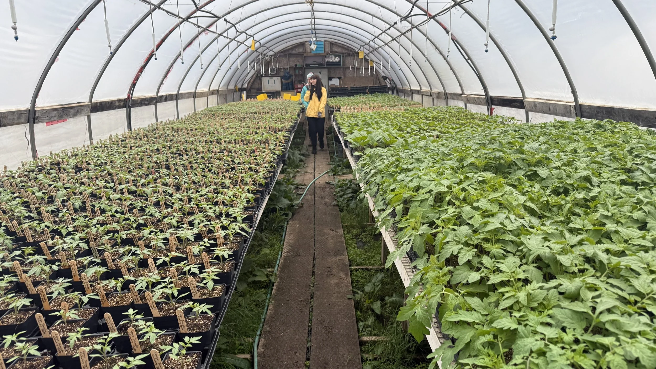 a greenhouse packed full of organic seedlings at Mulberry Moon Farm