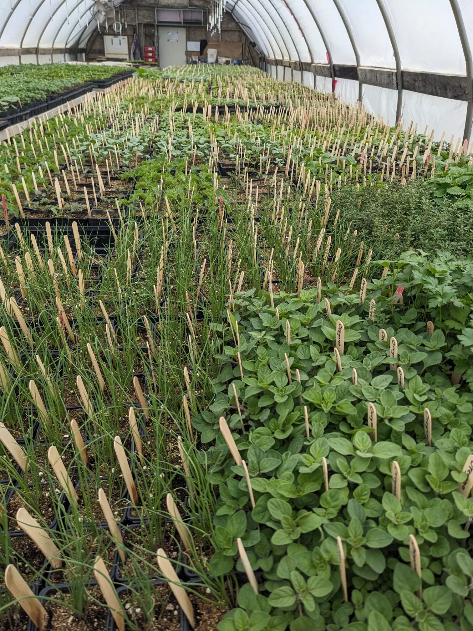 A greenhouse at Mulberry Moon Farm is packed full  of seedlings