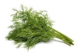 Dill.jpg