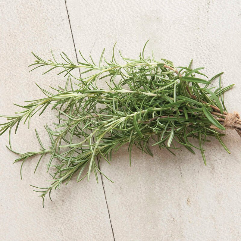 Herb Rosemary.jpg