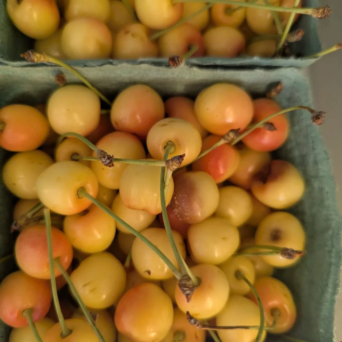 Thanks to everyone who has been coming out to the farm store week to week. And to our members who are on their 6 week of veggie boxes! 

This week in the store we've got some local organic yellow cherries, and our first harvest of fresh onions garlic