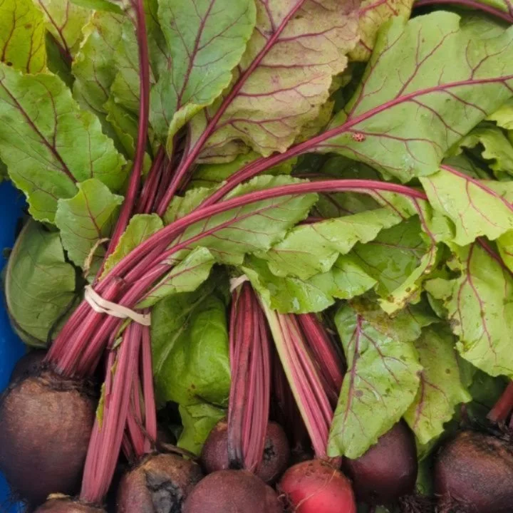This week on the farm: week 7 of the Farm Share, tomatoes beginning to trickle in, green peppers coming into play, zucchini still going at it, onions and garlic showing up on the scene. We're tired and hot and a bit behind but still swooning over how