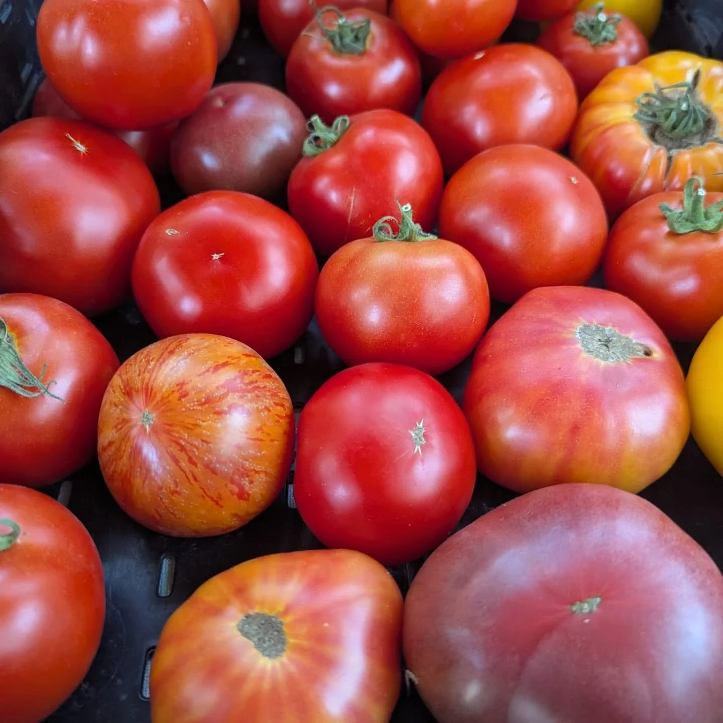 The tomatoes are here! Seeded in April and carefully tended to until now, when they finally gift us with their sweet fruit. Other summer goodness abounds - blueberries, beans, and peppers are ripe now too! Come out to our store to fill your tables wi