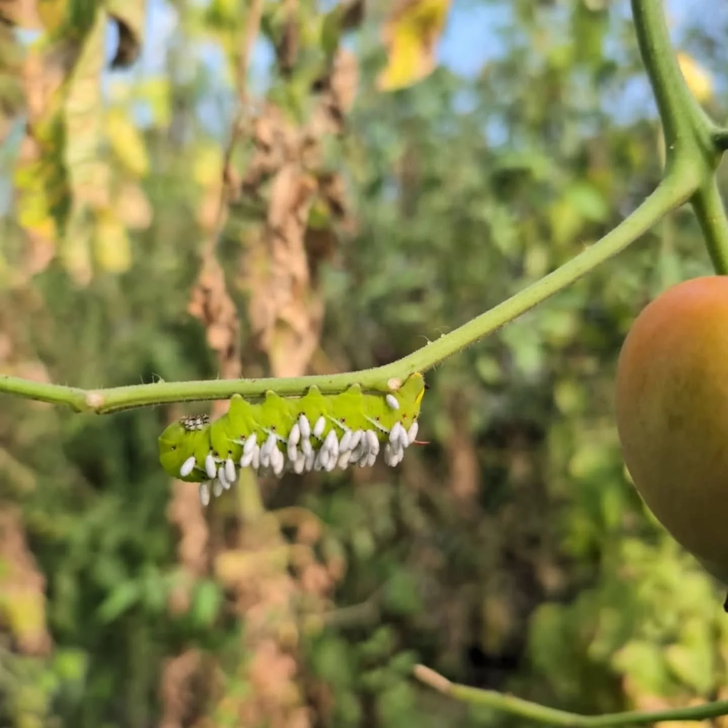 We made it through August and here's a photo dump to prove it. Chickens, insects, people, pets, projects, and vegetables. This farm is spewing out life in strange and wonderful ways faster than we can share. We farm on.
