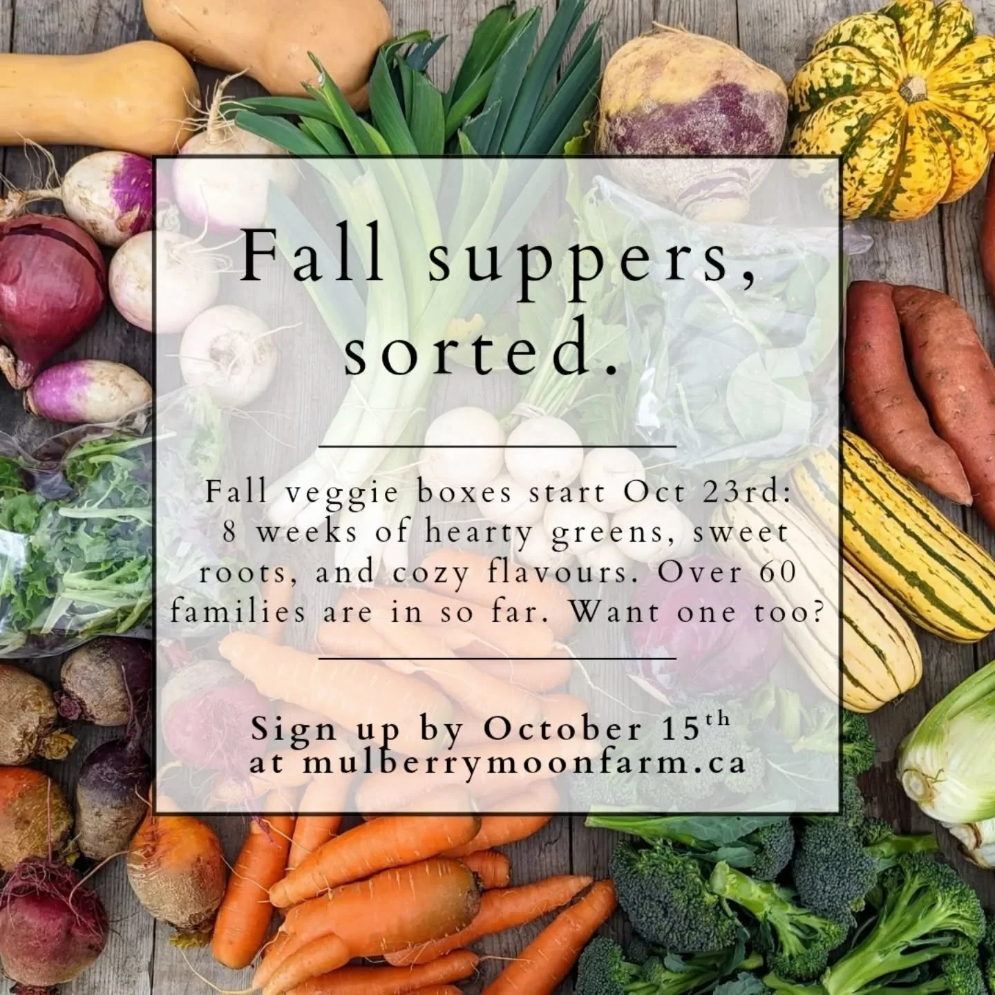 Your dinners this November: roasted squash, fresh salads, warm soups, a bag of local organic veggies arriving each week with everything you need for cozy fall meals. That's what our fall share is all about. 🍲🍂🧺 We hope you'll join us; sign up by O