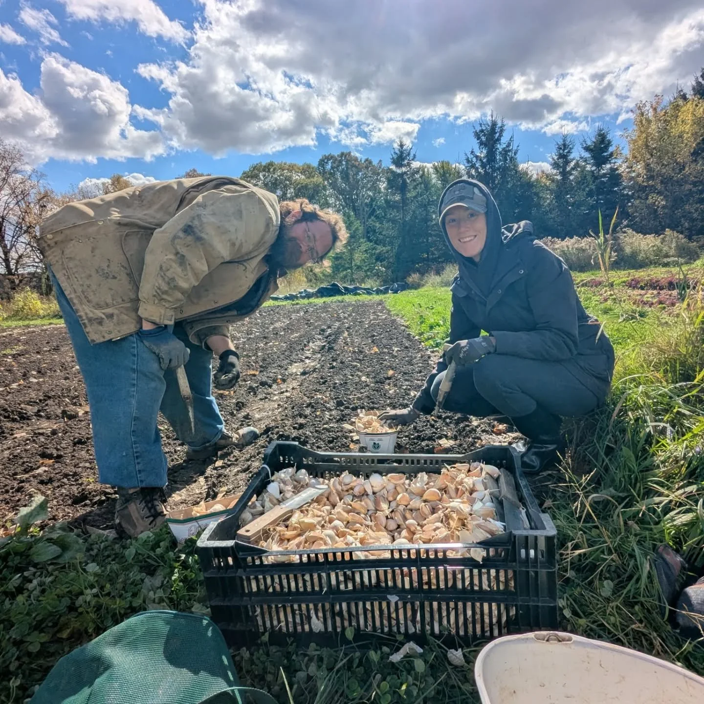 Launching the Fall Farm Share this week with weather to suit. We spent some very cold and wet days outside this week, but good humour and a good team made it bearable (plus a hair dryer for cold hands). Looking forward to our biggest Fall Share yet k