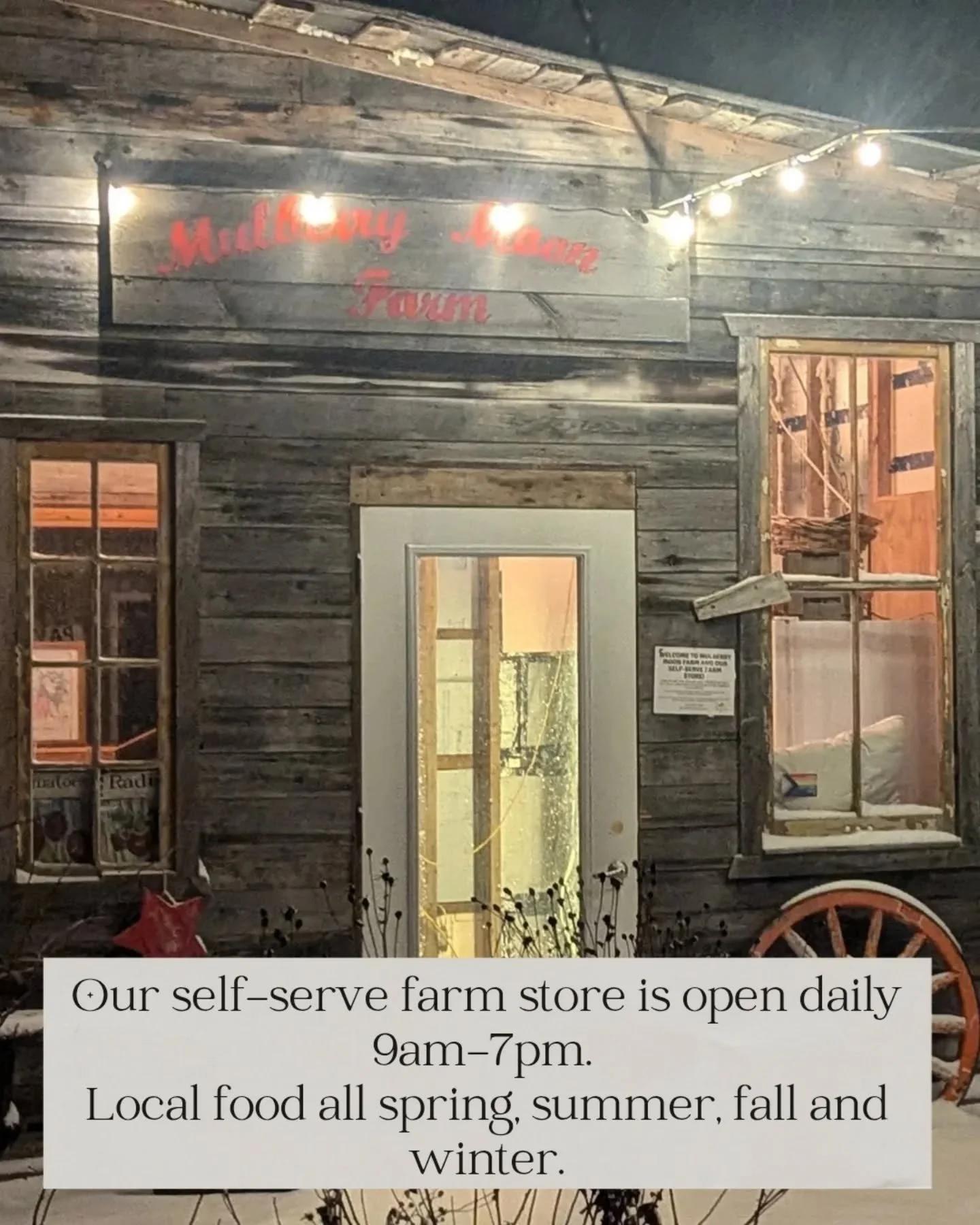 Hi! 👋 I'm here to remind you that we are open all winter, just like last year! And just like in the summer we are staying open every day, 9am-7pm. 

So if you live close by and desperately need some radishes on Christmas day, we got you! 😉 Also if 