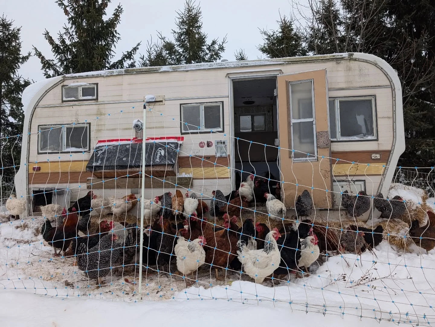 Winter. We are all still here. Just moving at a different place. The hens aren't laying at the moment, so you won't find their eggs in our farm store. They need at least 14 hours of daylight to lay regularly. But they are still fertilizing the soil a