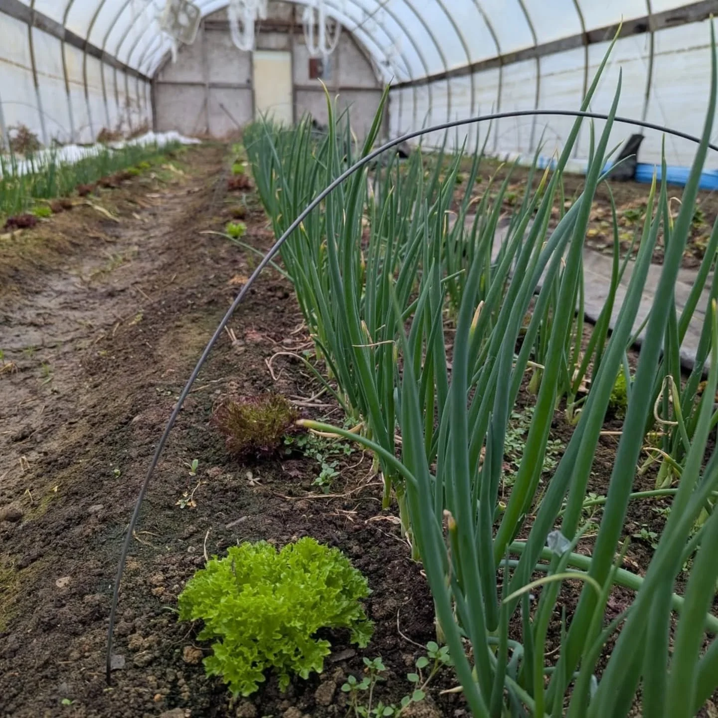 The greenhouses are waking up. 🌱 
Three months til our Farm Share begins 
2 months until our Spring Open House/Seedling Sale
Self-serve farm store open daily with the first harvests of spring, plenty of eggs, and the remaining storage crops.