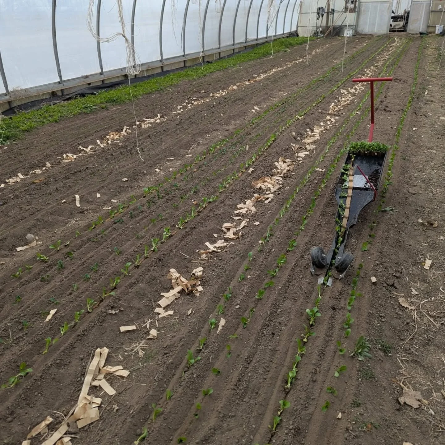 This is what the last little while has looked like around here.

Seeds going in, trays filling up, the greenhouse slowly coming to life again.

The chickens are laying up a storm, the farm store is stocked, reinforcements have arrived and we are raci