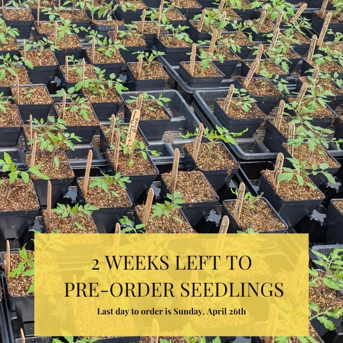 If you like having a bit of a plan going into the season, pre-ordering your seedlings might be for you.

You can take your time, look through everything, and choose exactly what you want without any rush.

Then when it&rsquo;s time, you just come to 