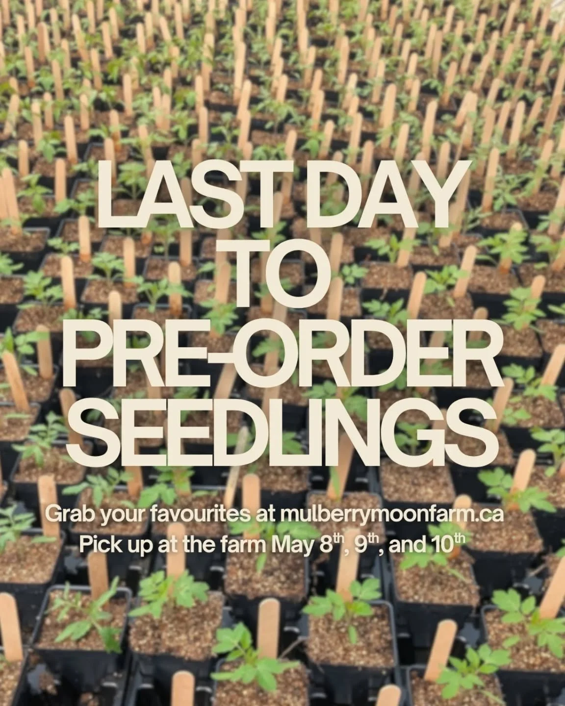 Today (Sunday April 26th) is the last day to pre-order seedlings for your garden!

Pre-order your faves today! 

We'll have many extras available at the farm during our Spring Open House and the rest of the month of May until we sell out.

Enjoy the 