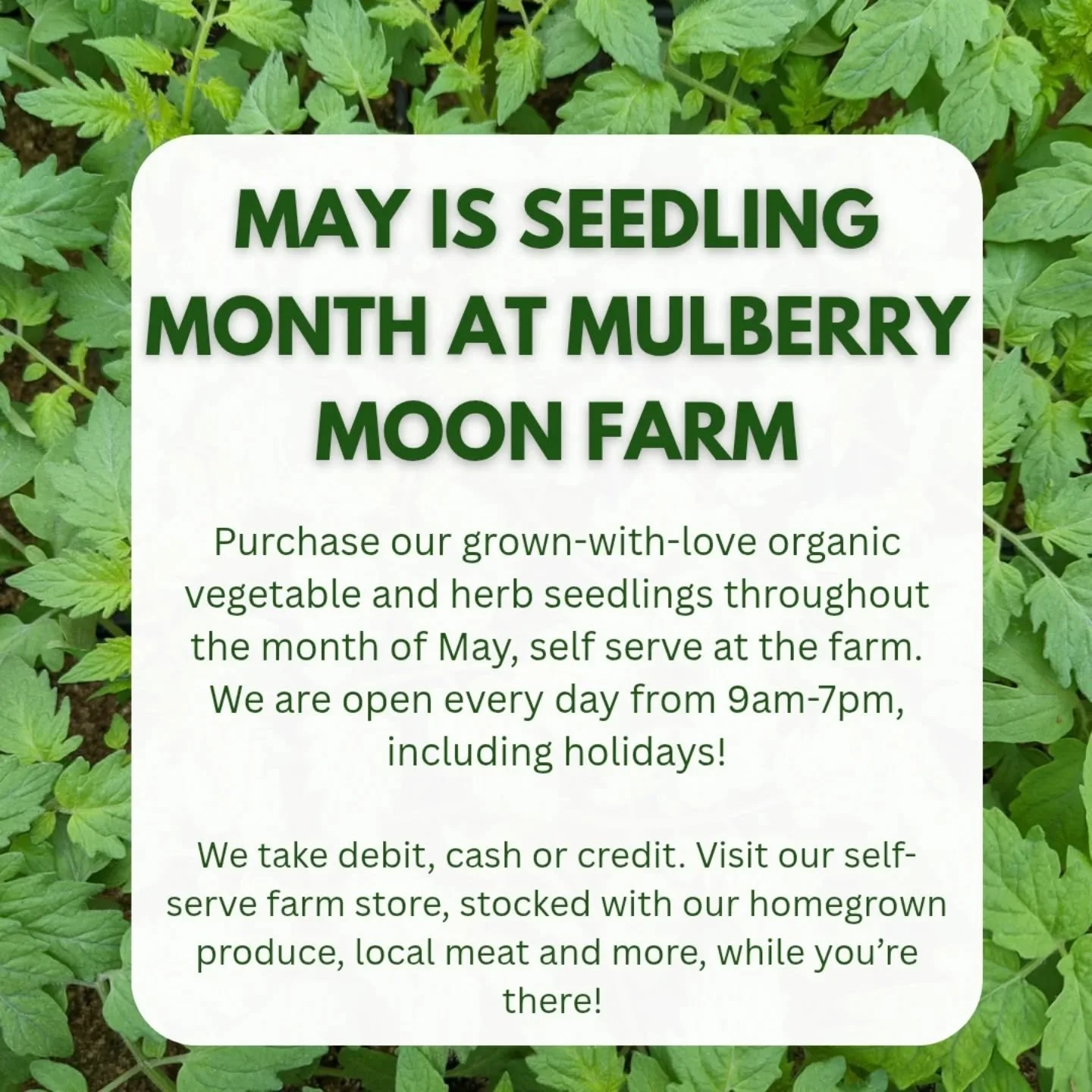 Seedlings are available at the farm for the whole month of May! We're open every day 9-7. The process is self-serve; grab your plants and pay in the store. 

Thanks for supporting local!

And happy gardening 🌻☀️🌱