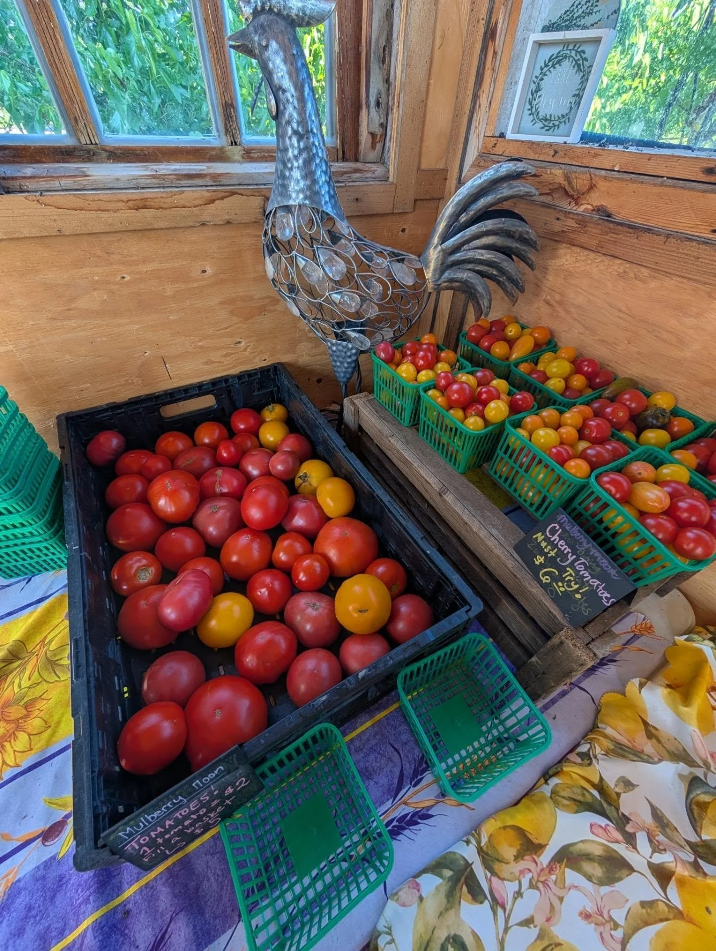 A glimpse of this week on the farm. Tomatoes, rain, kids home from school and camp, old friends, beets, bugs, chickens, and systems mapping.
