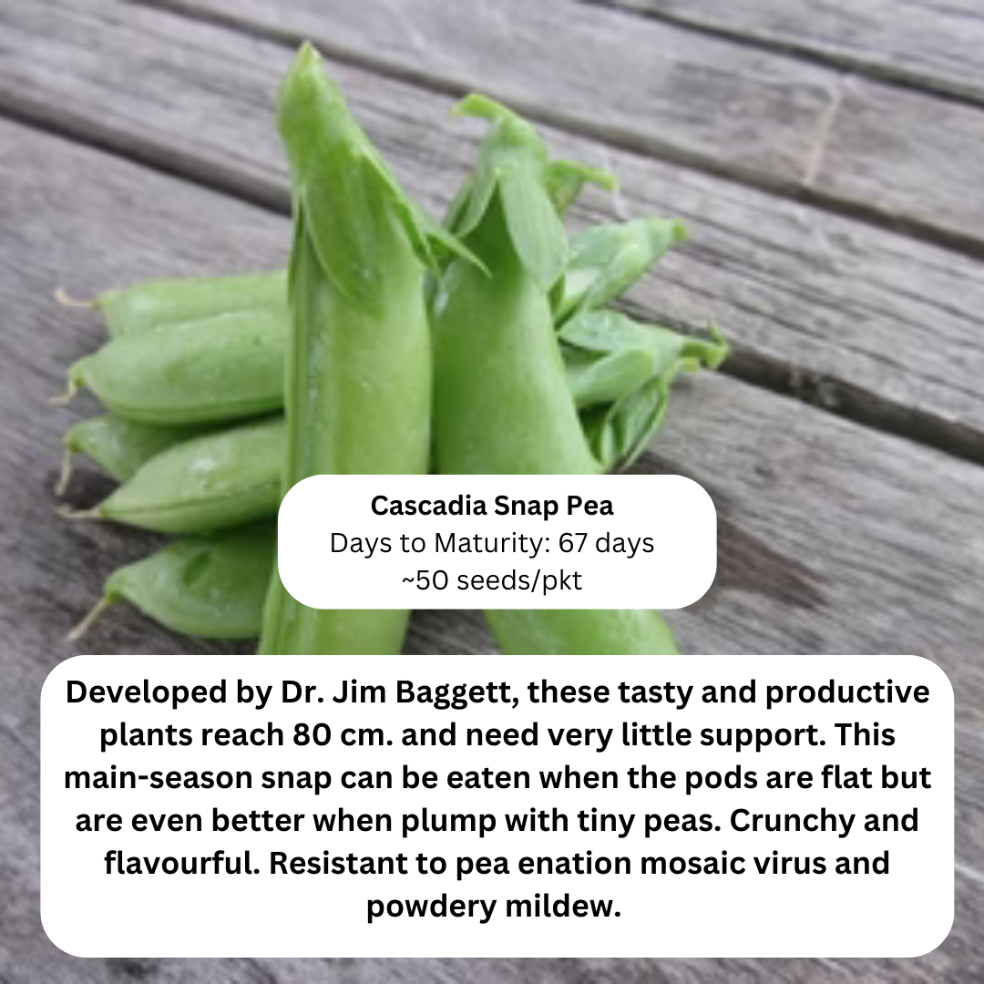 Your paragraph text (4).png