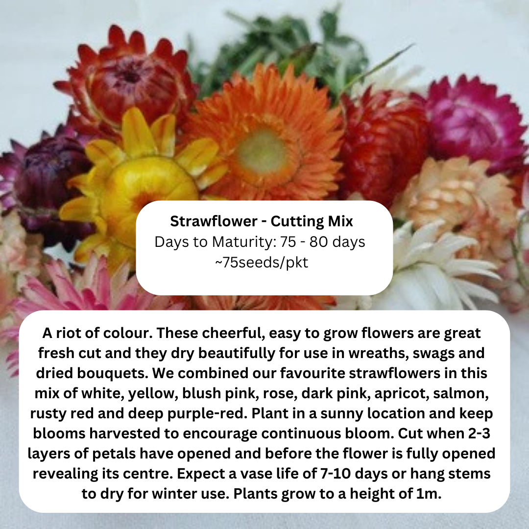 Your paragraph text (2).png