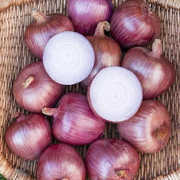 onion rossa.jpg