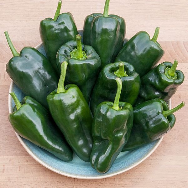hot pepper - bastan poblano.jpg