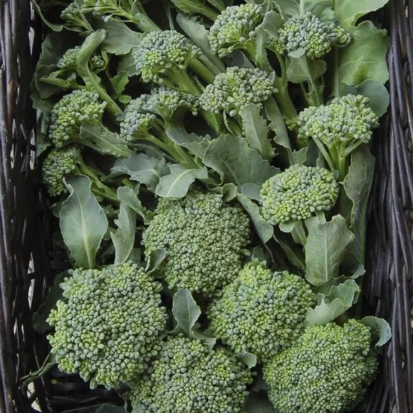 broccoli - di cicco.jpg