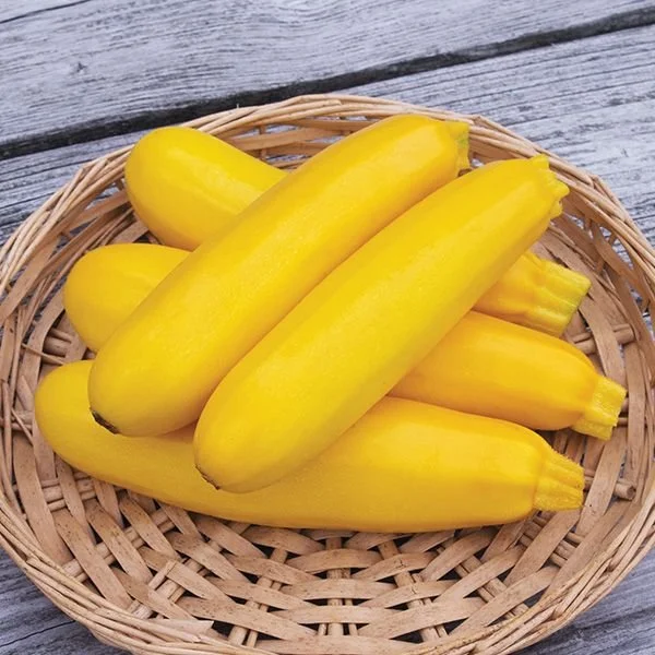 zucchini - yellowfin.jpg
