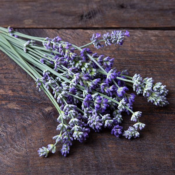 herb lavender.jpg