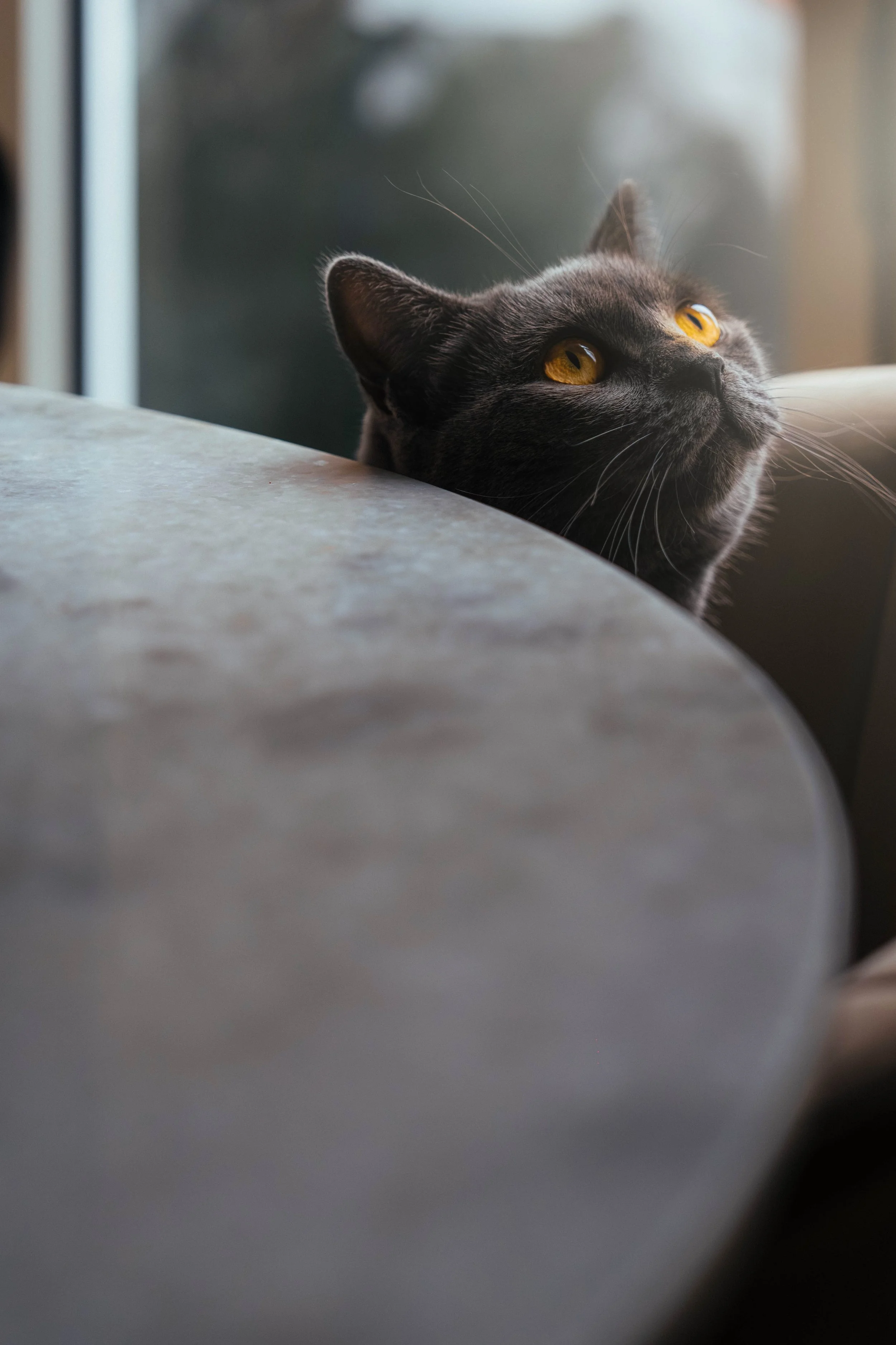 Grey cat close-up portrait — pet photography, striking feline portrait