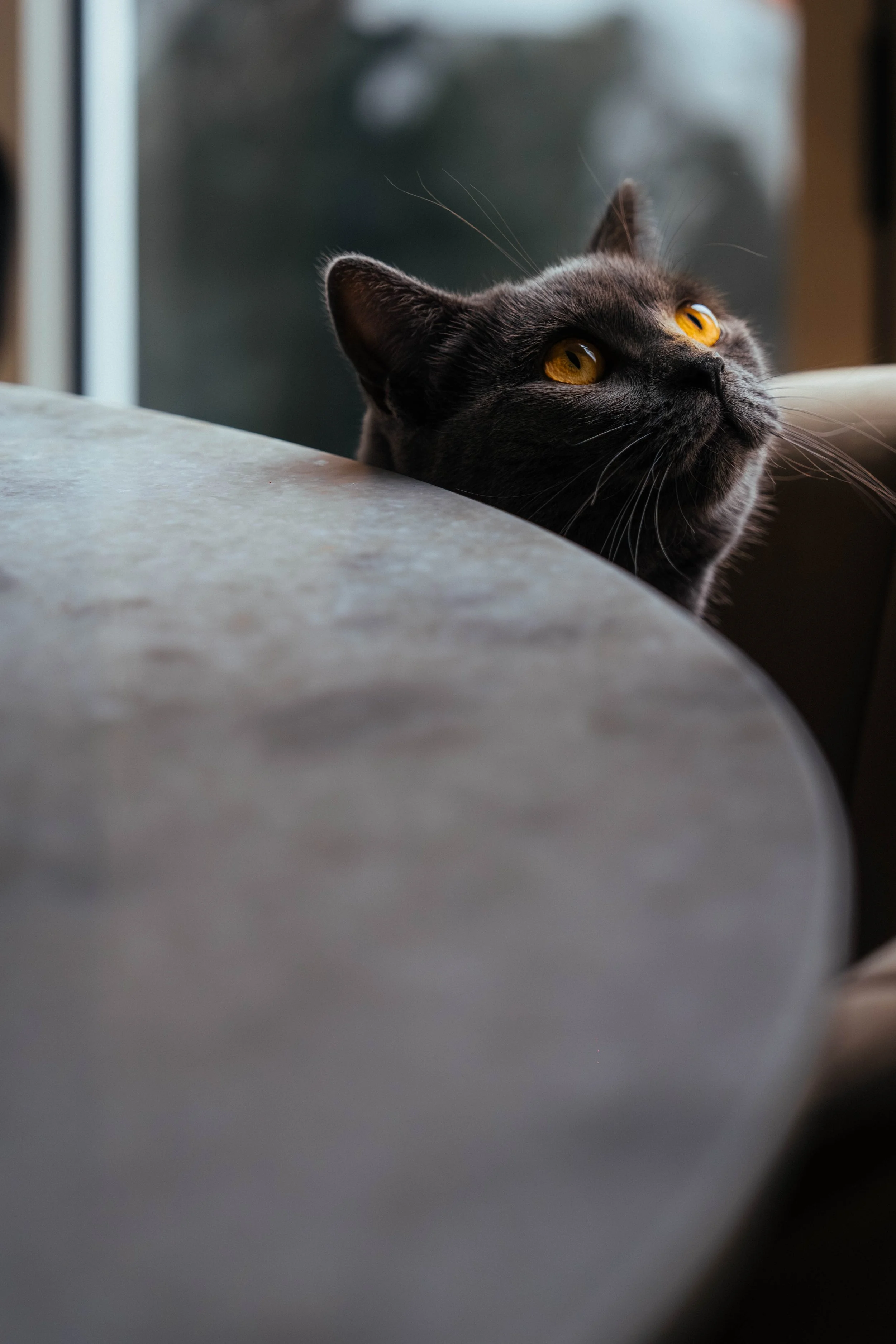 Close-up portrait of a grey cat — pet and animal photography