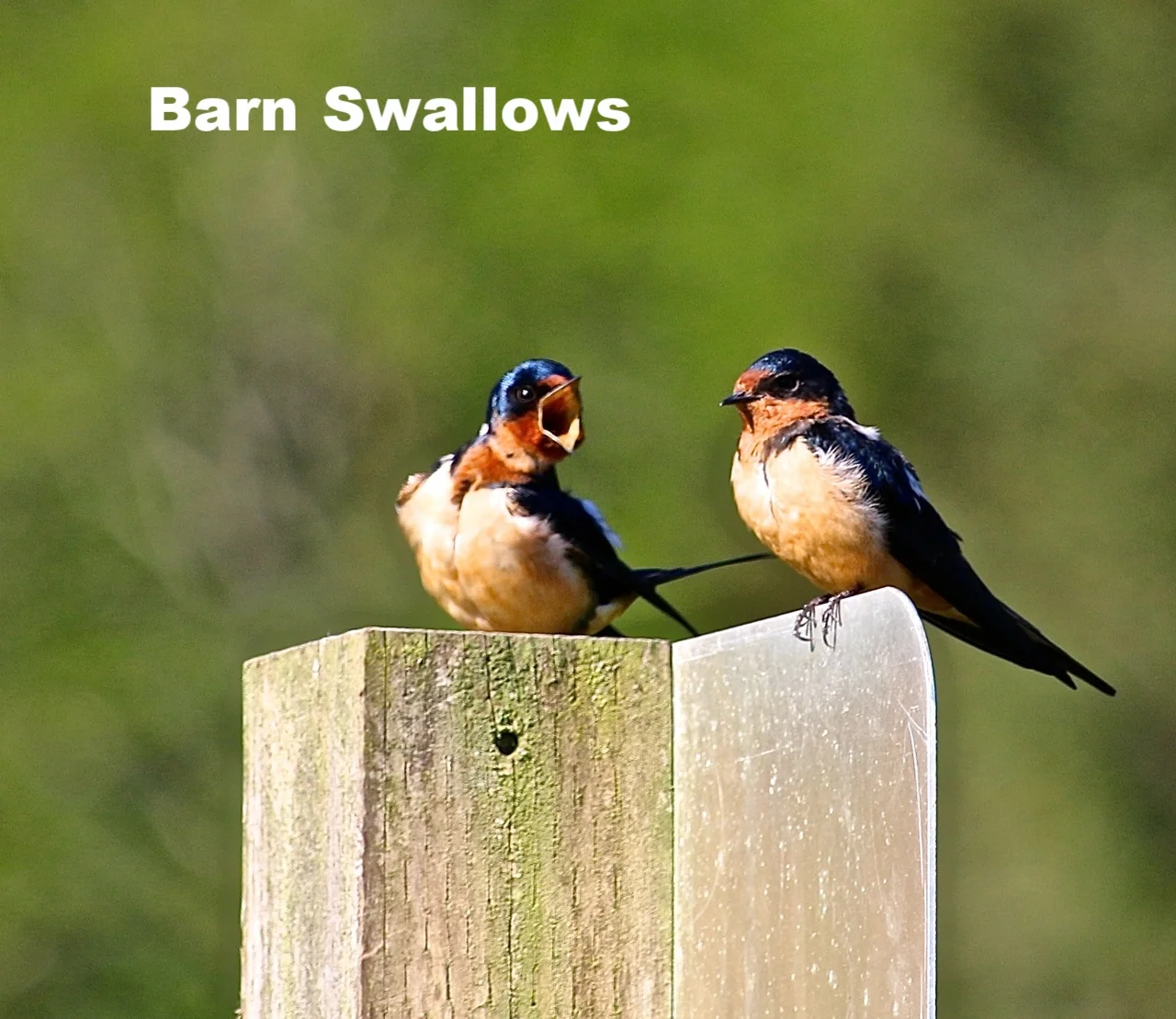 Barn Swallows