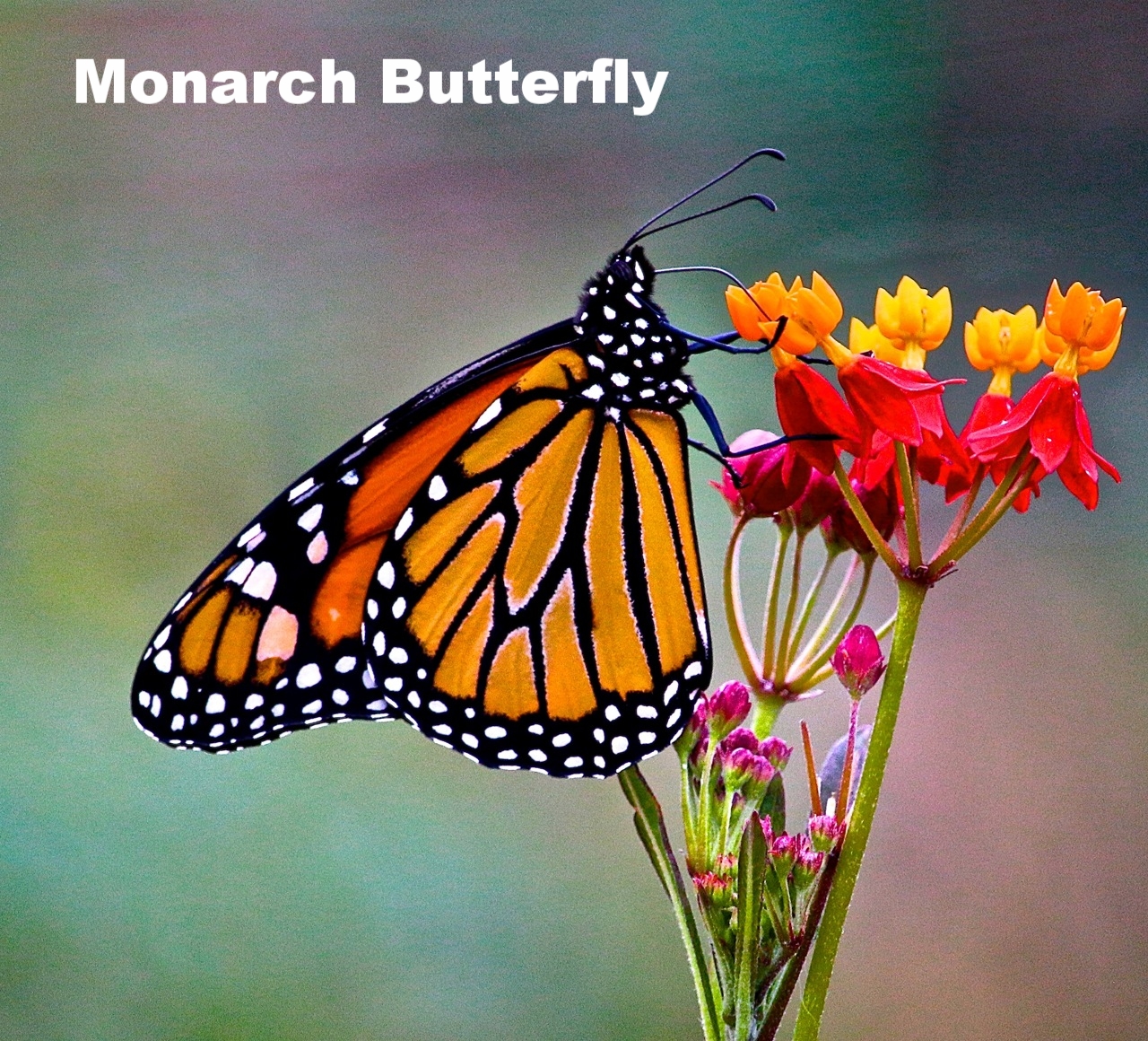 Monarch Butterfly
