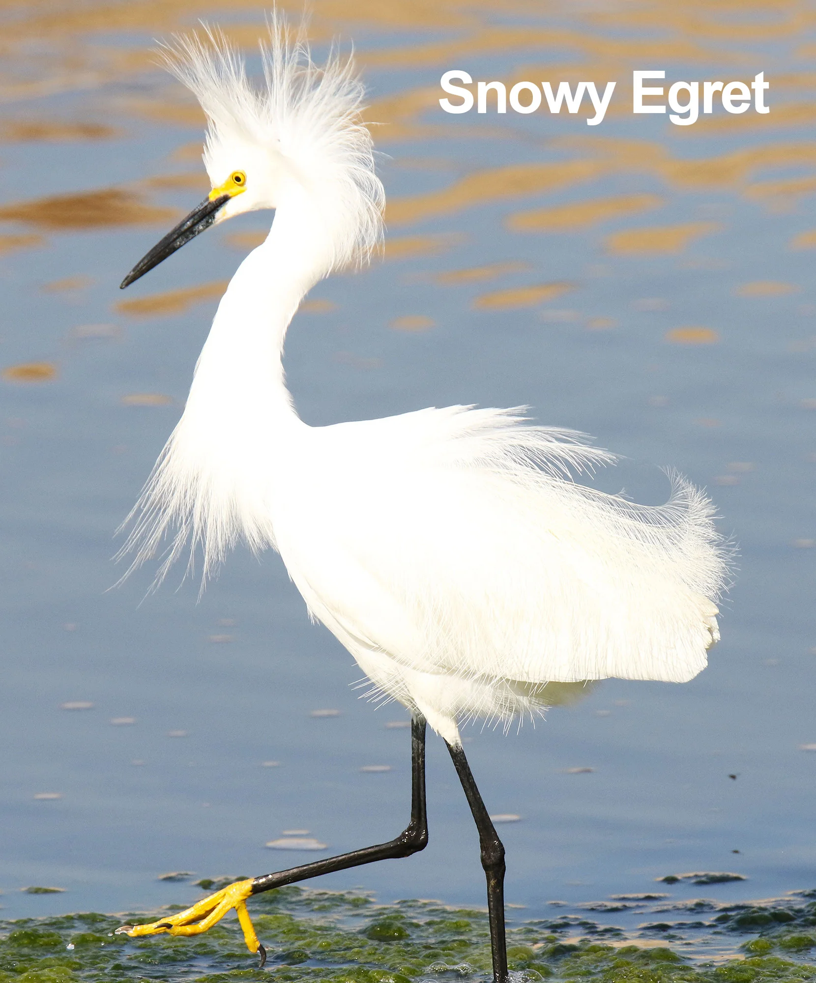 Snowy Egret