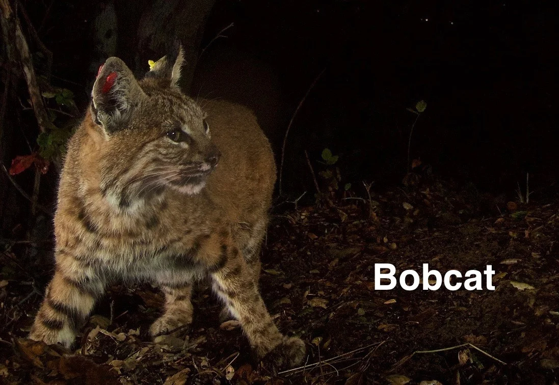 bobcat- (skeeze) copy (1).jpg
