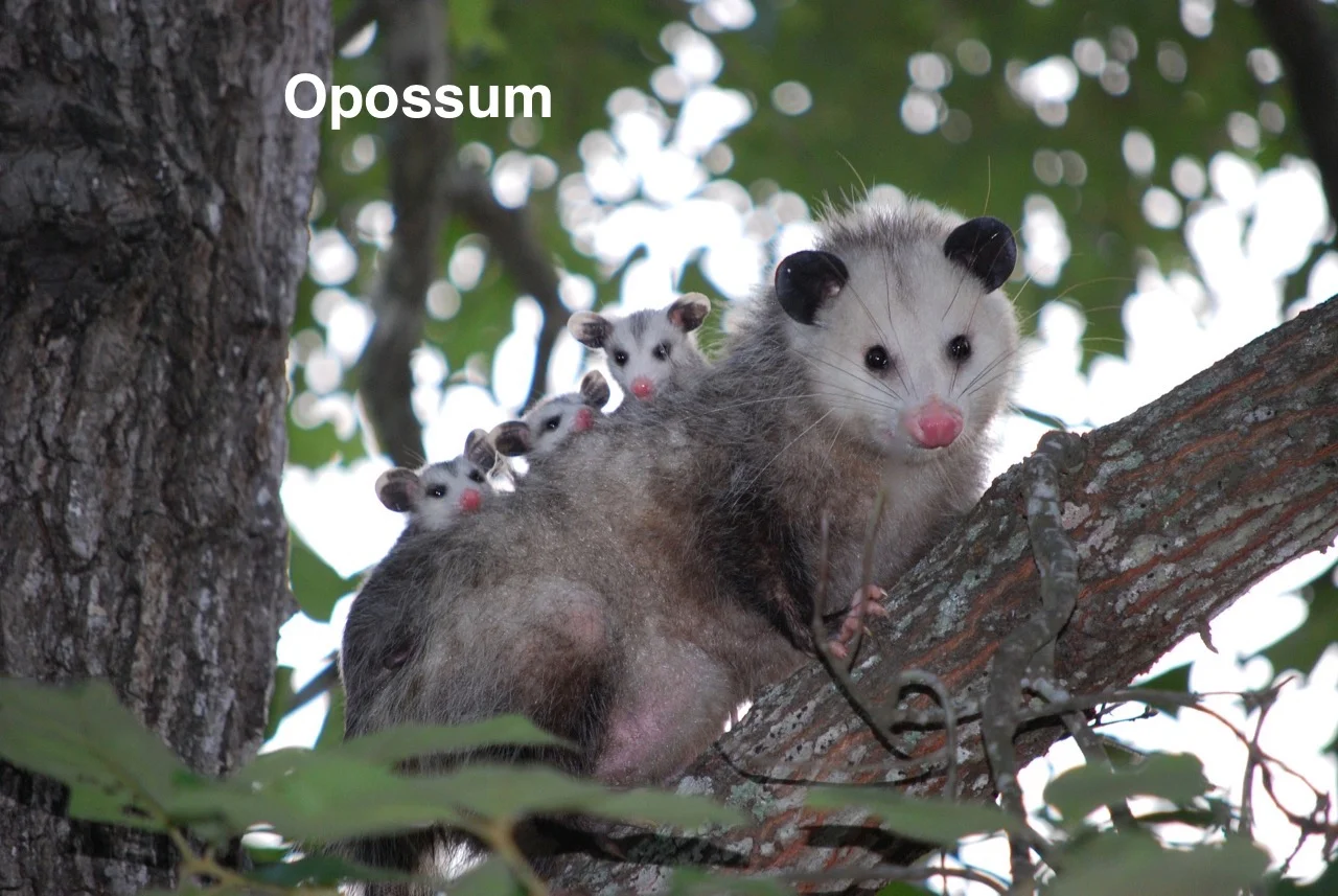 Opossum- (daynaw3990) copy w. ID.jpg