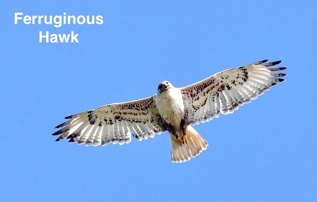 ferruginous-hawk-(skeeze).jpg