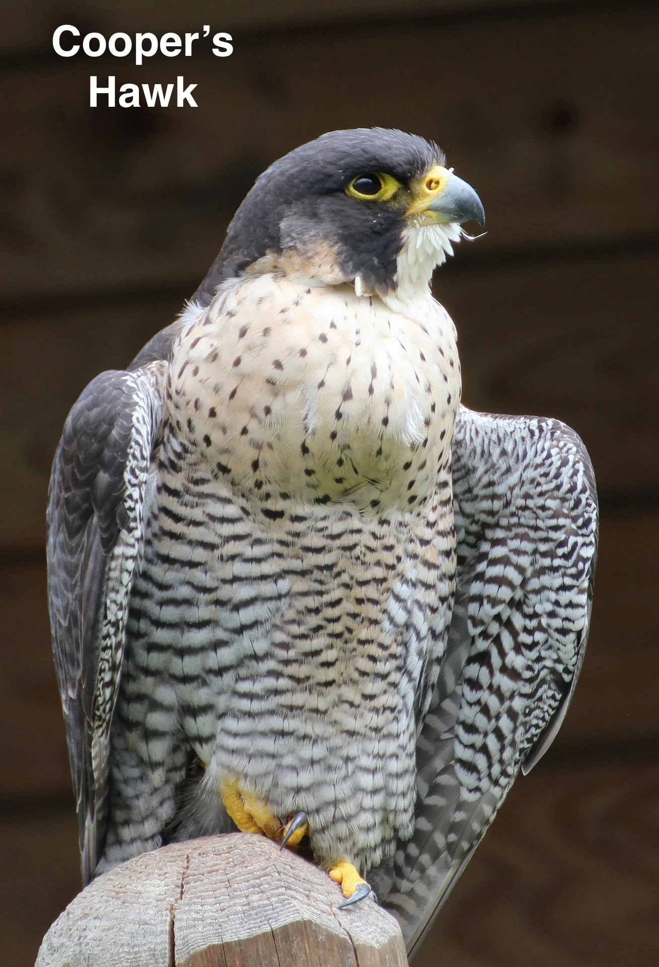 coopers-hawk- (skeeze).jpg