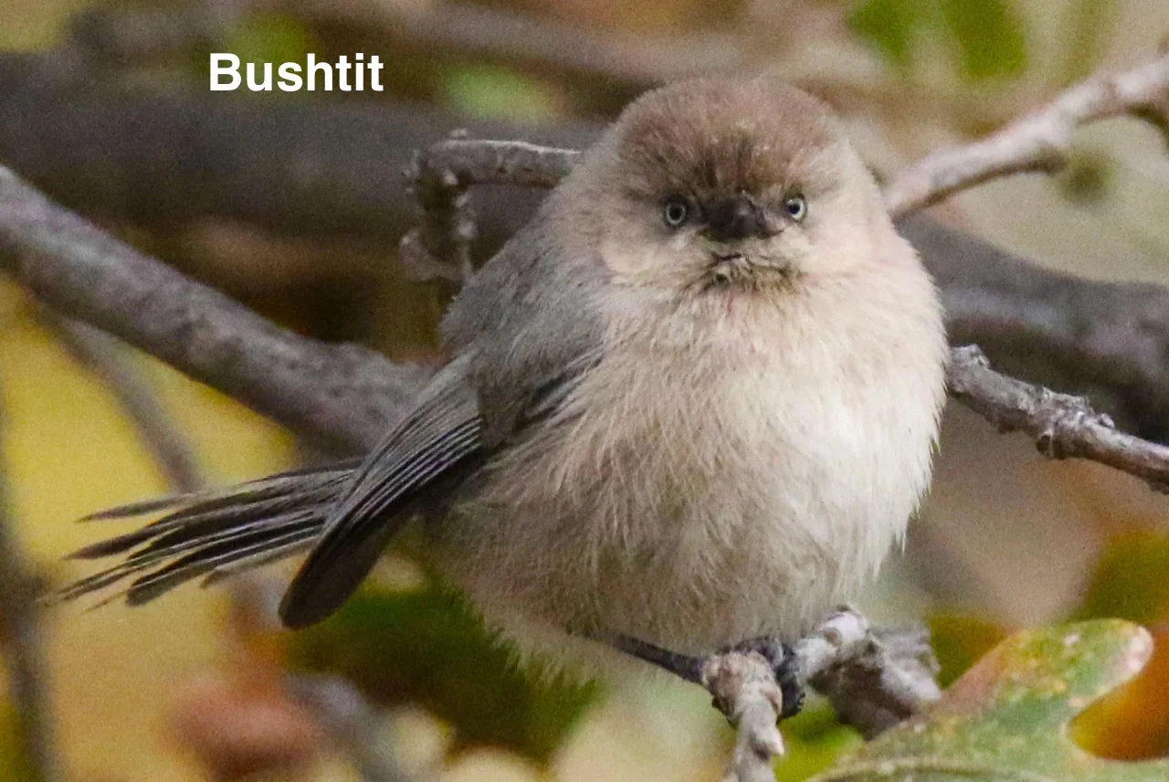 Bushtit female full face 12.30.16.jpg