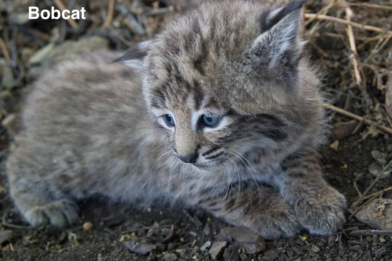 bobcat kitten - (skeeze) copy 2: 340 kb.jpg