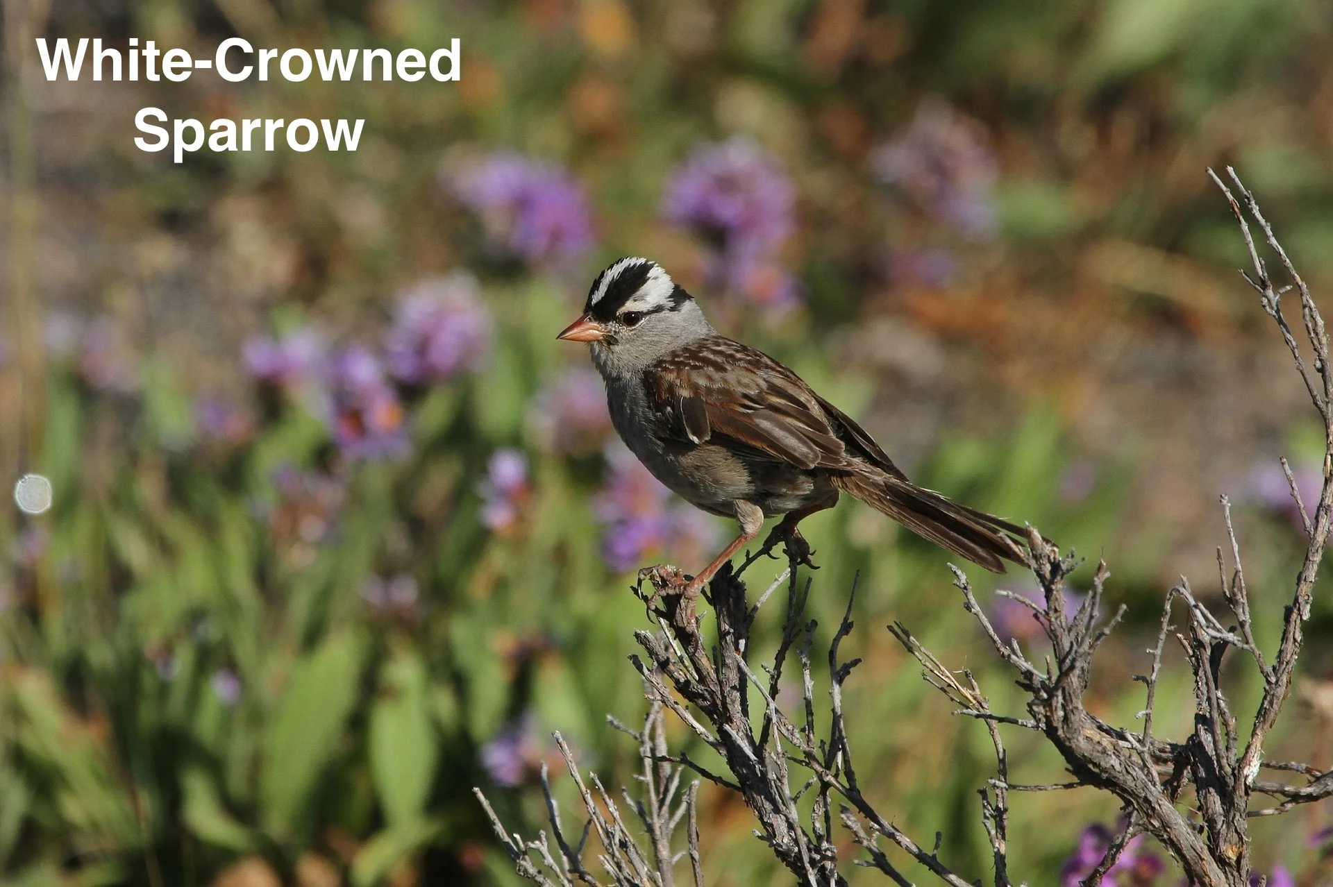 white-crowned-sparrow-(skeeze).jpg