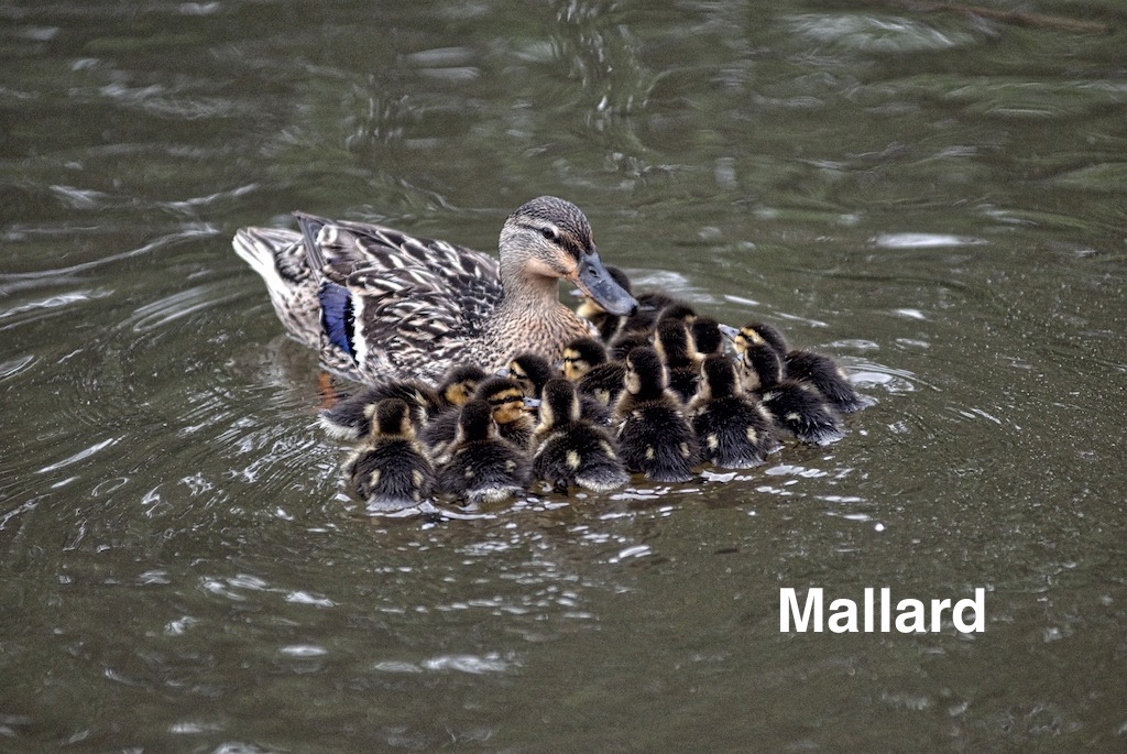 Mallard & brood - (SteveRaubenstine) copy 304 KB.jpeg
