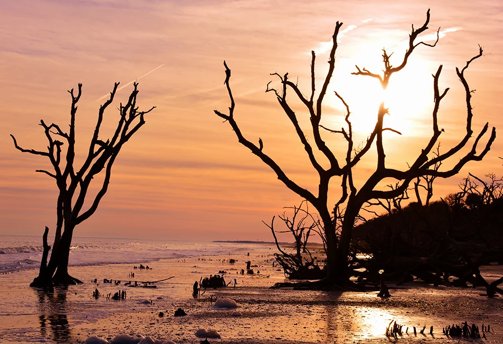 Bottany Bay, SC, January 2016