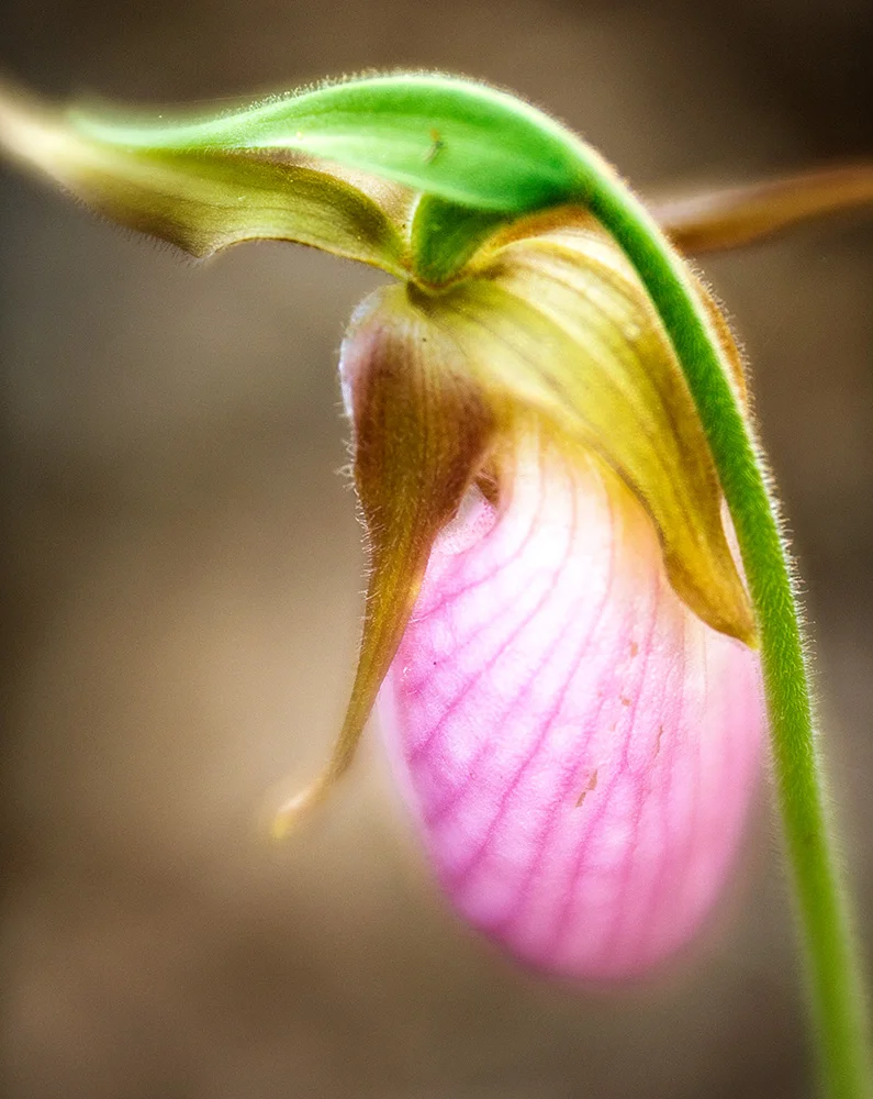 Pink Lady Slipper John C. Campbell Folk School April, 2018