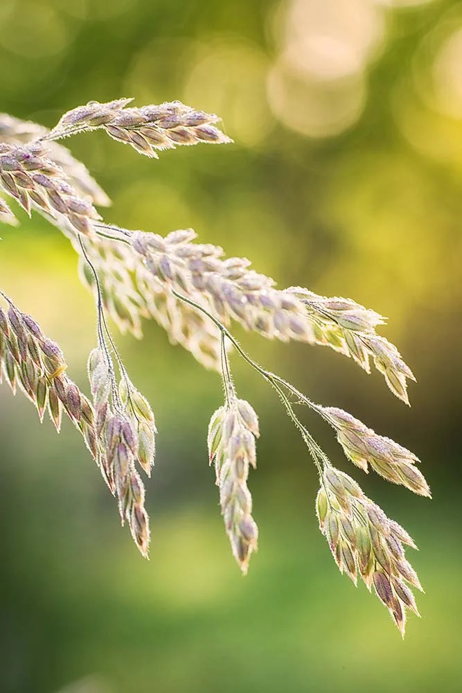Grass Seeds Herb Garden at Dawn John C. Campbell Folk School May, 2018
