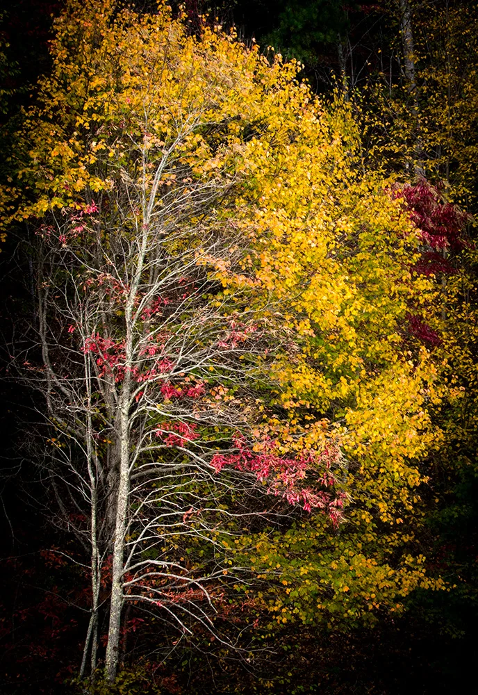 Half and Half Nantahala National Forest October, 2018